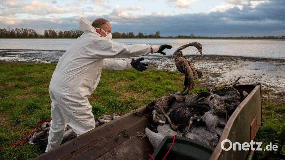 Die Geflügelpest hat in diesem Herbst besonders Kraniche erfasst. Tausende Tiere erlagen dem Virus. (Illustration) Bild: Christophe Gateau/dpa