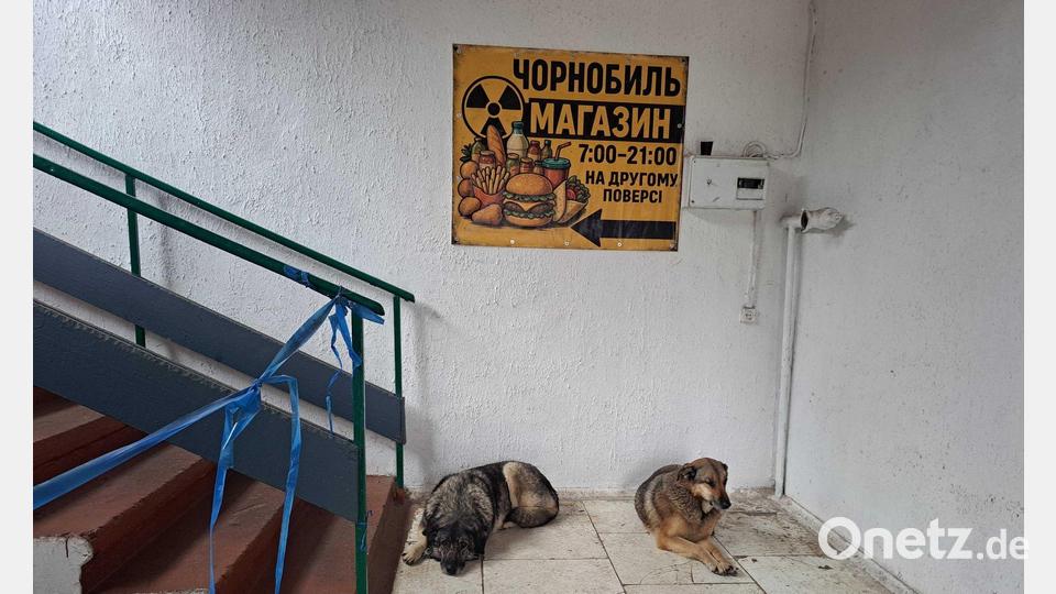Bis heute gibt es in Tschernobyl eine Population von Straßenhunden. Bild: Andreas Stein/dpa