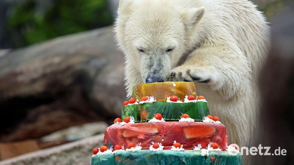Eisbär Mika feiert im Zoo Karlsruhe mit einer Torte seinen ersten Geburtstag. Bild: Timo Deible/Zoo Karlsruhe /dpa