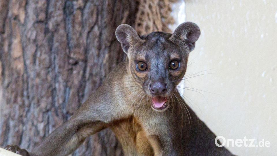 Ein Fossa blickt im Madagaskar-Pavillon im Thüringer Zoopark in Erfurt zum Fotografen. Bild: Michael Reichel/dpa