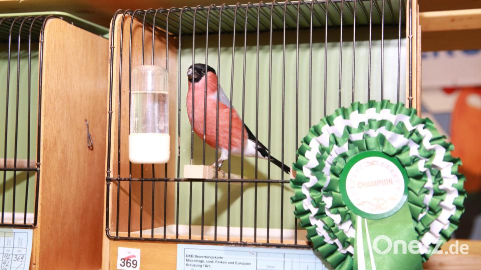 Diese Kollektion von Ulrich Egon wurde Oberpfalzmeister mit 372 Punkten. Bild: egl