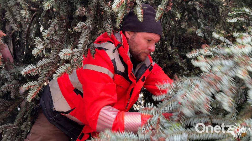 Thomas Penzkofer vom Stadtplanungsamt packt aus: Nach dem Transport müssen die Verschnürungen gelöst werden, die die Zweige eng an der Tanne auf dem Lkw hielten. Bild: Heike Unger