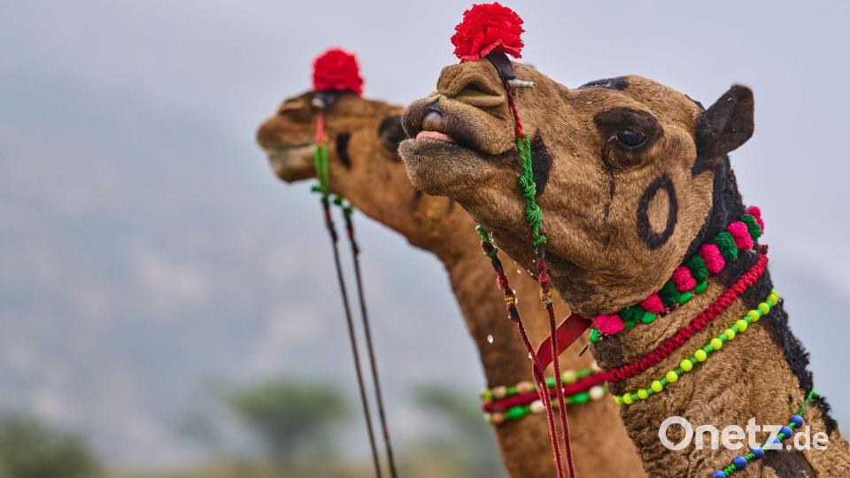Geschmückte Kamele auf dem jährlichen Viehmarkt in Pushkar, im westindischen Bundesstaat Rajasthan in Indien. Bild: Rajesh Kumar Singh/AP/dpa