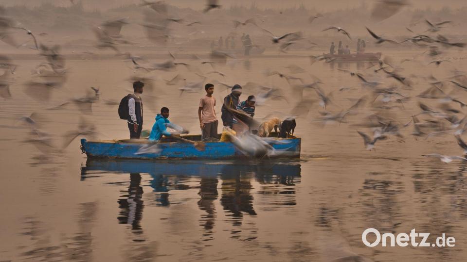 Yamuna-Ufer bei Delhi: Menschen locken Zugvögel mit Futter ans Boot. Bild: Rajesh Kumar Singh/AP/dpa