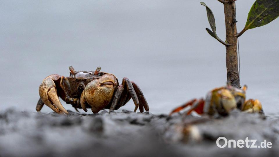 Eine Winkerkrabbe sind in dem Guapimirim-Mangrovengebiet in der Guanabara-Bucht unterwegs. Bild: Aaron Chown/PA Wire/dpa
