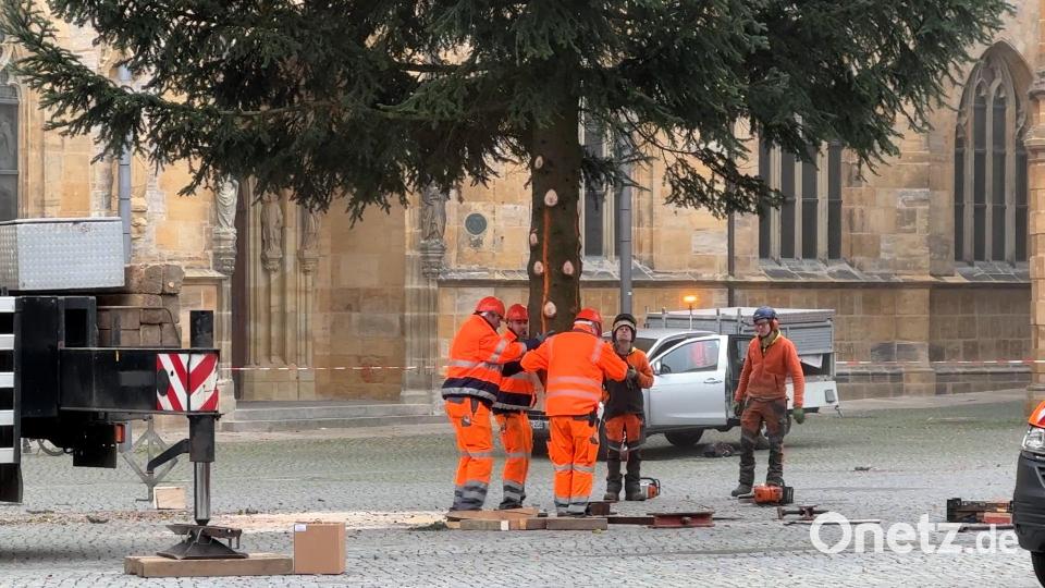 Mitarbeiter des Betriebshofs ziehen den Baum, der am Kranhaken hängt, an seinen Platz im Marktplatzboden, wo er dann noch mit Stahlpratzen, Befestigungselementen zur Kippsicherheit, verkeilt wird. Bild: Heike Unger
