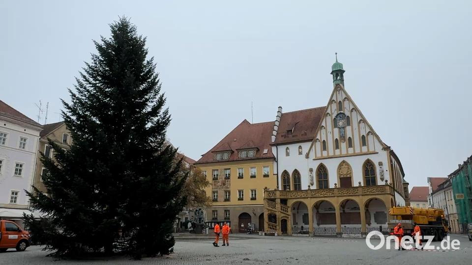 Seit Dienstagmorgen steht er, der Weihnachtsbaum auf dem Amberger Marktplatz. Diesmal ist es ein ganz klassisches Exemplar, eine 18 Meter hohe Tanne. Bild: Heike Unger