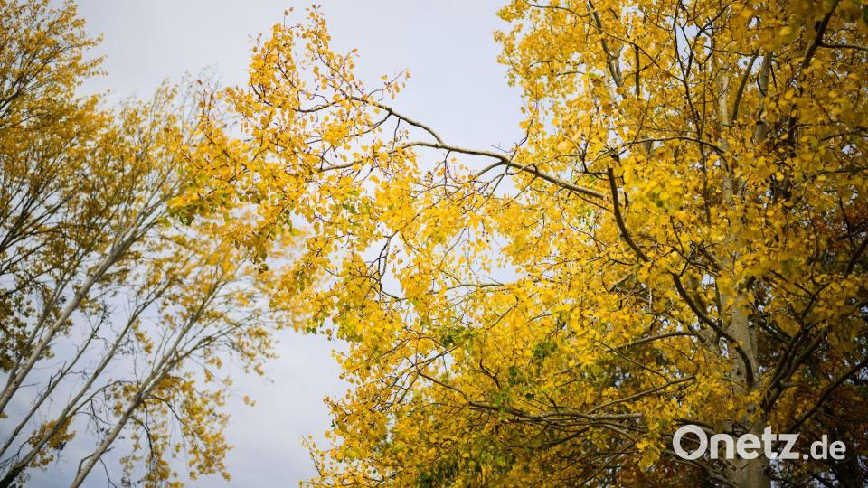 Die Zitterpappel verdankt ihr typisches, „zitterndes“ Laub dem seitlich abgeflachten Blattstiel – schon ein leichter Wind versetzt ihre Krone in Bewegung. Bild: Julian Stratenschulte/dpa