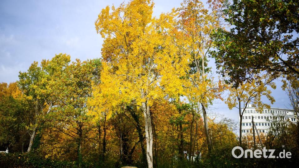 Die Zitterpappel (Populus tremula) - auch Espe oder Aspe genannt - ist Baum des Jahres 2026. Bild: Julian Stratenschulte/dpa