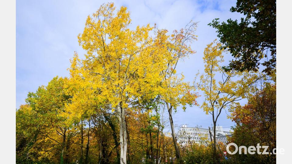 Eine Zitterpappel (Populus tremula) - auch Espe oder Aspe genannt - steht an einem Parkplatz. Die Zitterpappel ist Baum des Jahres 2026. Bild: Julian Stratenschulte/dpa