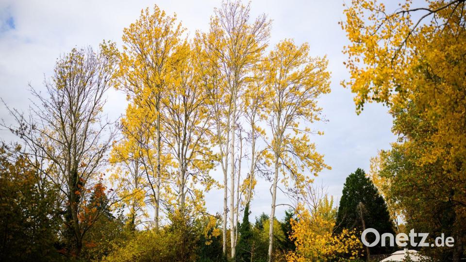 Zitterpappeln stehen an einem Parkplatz. Die Zitterpappel ist Baum des Jahres 2026. Bild: Julian Stratenschulte/dpa