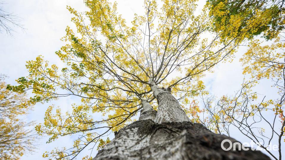 Die Zitterpappel steht für Widerstandskraft, Artenvielfalt sowie Erneuerung. Bild: Julian Stratenschulte/dpa