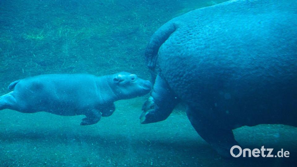 Niedlicher Nachwuchs in Berlin: Flusspferd-Jungtier und Mama Nala erkunden das Wasserbecken. Bild: Annette Riedl/dpa
