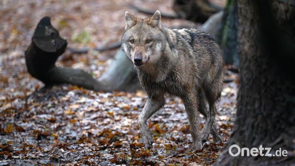 Der Wolf ist in Deutschland ein streng geschütztes Tier. (Symbolbild) Bild: Sina Schuldt/dpa
