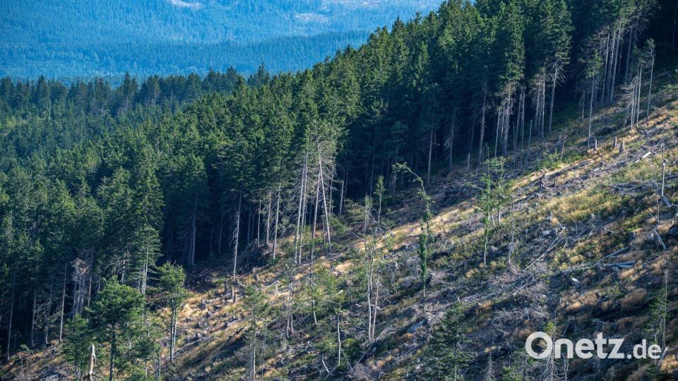 Eine von „Käferbäumen“ leergeräumte Fläche im Bayerischen Wald. Um die Vermehrung der Insekten einzudämmen, fällen die Staatsforsten befallene Bäume und transportieren diese ab. (Archiv) Bild: Armin Weigel/dpa