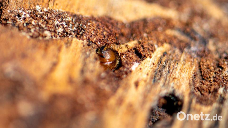 Borkenkäfer sind klein, können in Nadelwäldern aber große Schäden anrichten. (Symbolbild) Bild: Armin Weigel/dpa