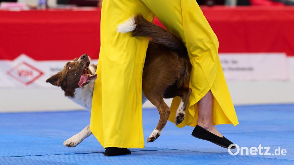 Border Collie Winston gewann mit seiner Besitzerin Barbara Feldbauer. Bild: Bernd Thissen/dpa