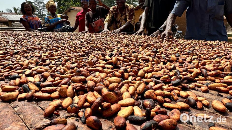 Der Kakaoanbau ist Experten zufolge besonders anfällig für extreme Wetterschwankungen. (Archivbild) Bild: Christina Peters/dpa