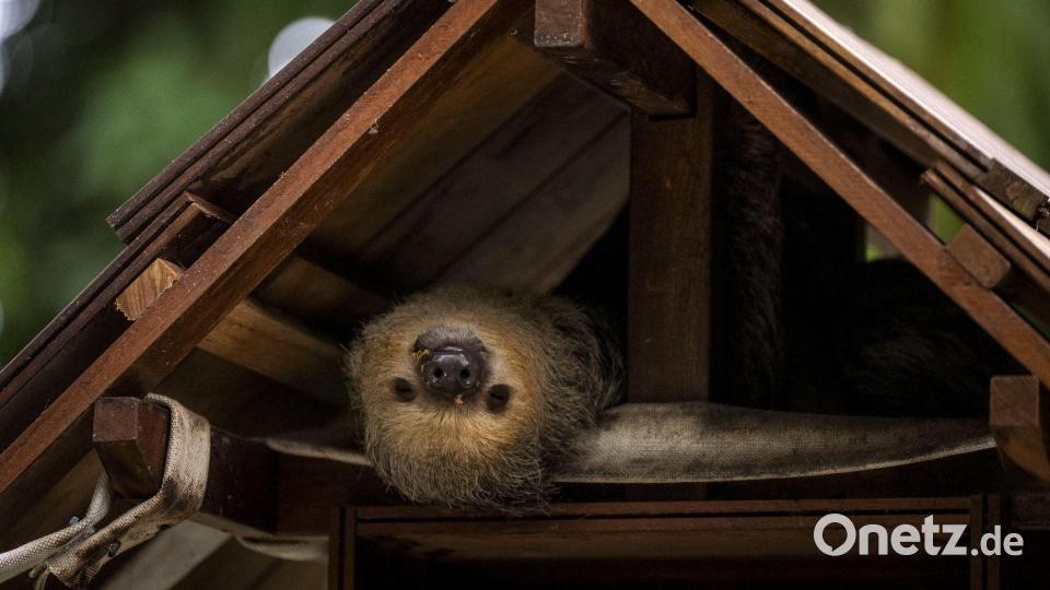 Entspannt durch den COP30: Faultiere begeistern im Emilio-Goeldi-Museum in Belem Bild: Aaron Chown/PA Wire/dpa