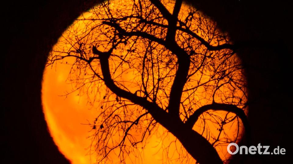 Äste eines Baumes sind vor dem rötlich leuchtenden und abnehmenden Mond am frühen Abend über der Landschaft bei Sieversdorf zu sehen. Bild: Patrick Pleul/dpa