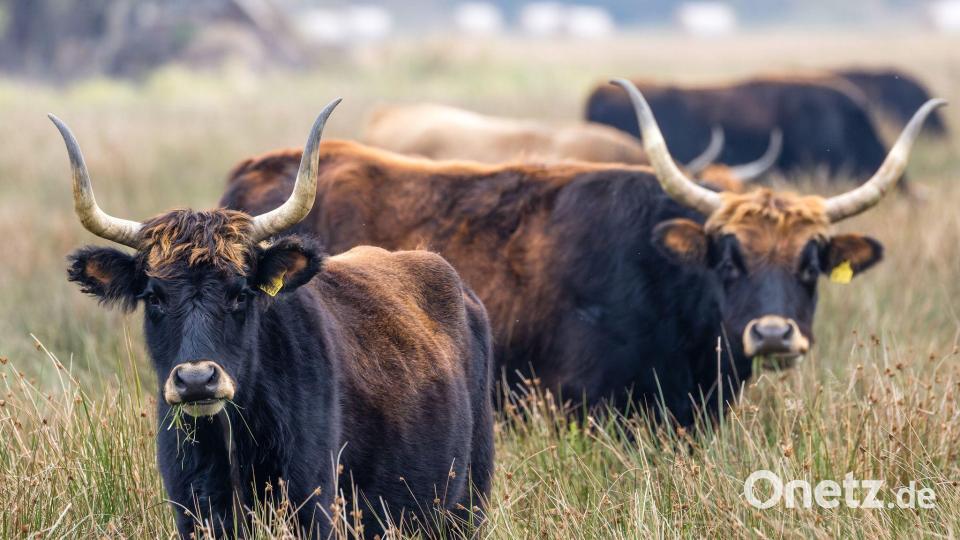 Auerochsen grasen an einem trüben Tag auf einer Wiese im Aueroxenreservat Spreeaue nördlich der Stadt Cottbus. Bild: Frank Hammerschmidt/dpa