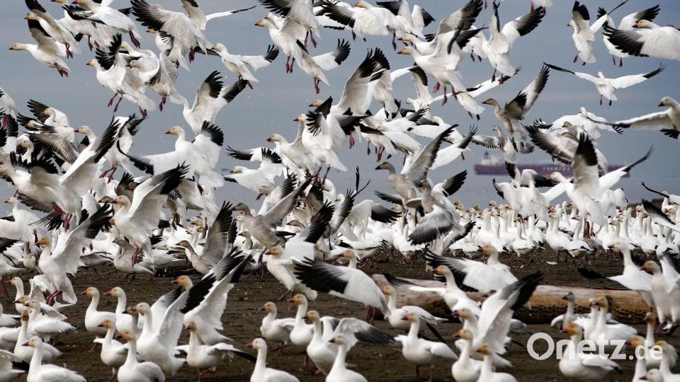 Schneegänse heben über dem Iona Beach in Richmond, British Columbia, Kanada, ab. Bild: Liang Sen//XinHua/dpa