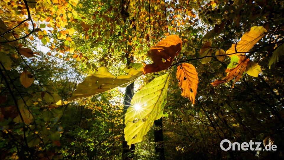 Im Laufe der Woche sind mancherorts Temperaturen bis 20 Grad möglich Bild: Julian Stratenschulte/dpa