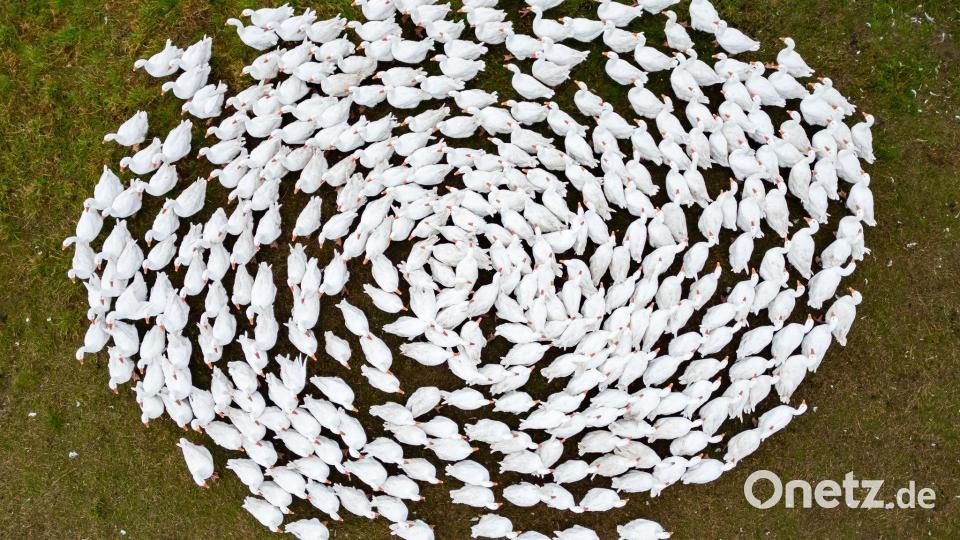 Schnatter, schnatter: Zuchtgänse laufen über eine Wiese in Sachsen. (Archivbild) Bild: Robert Michael/dpa
