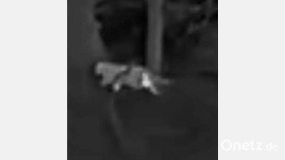 Die Schwarz-Weiß-Aufnahmen des Jägers zeigen die vermeintliche Großkatze. Bild: Privat/VG Altenahr/dpa