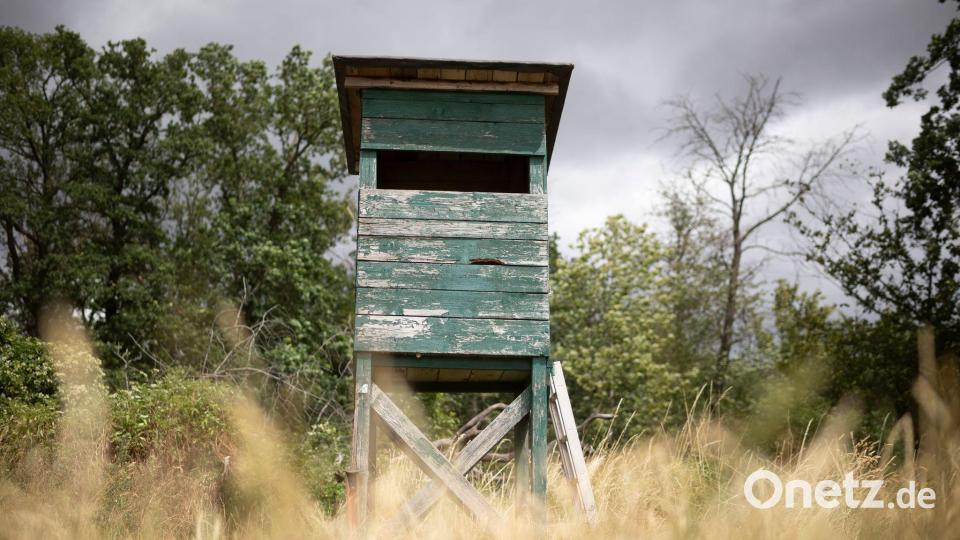 Von einem Hochsitz sichtet ein Jäger im nördlichen Rheinland-Pfalz ein größeres katzenartiges Tier. (Symbolbild) Bild: Tim Würz/dpa