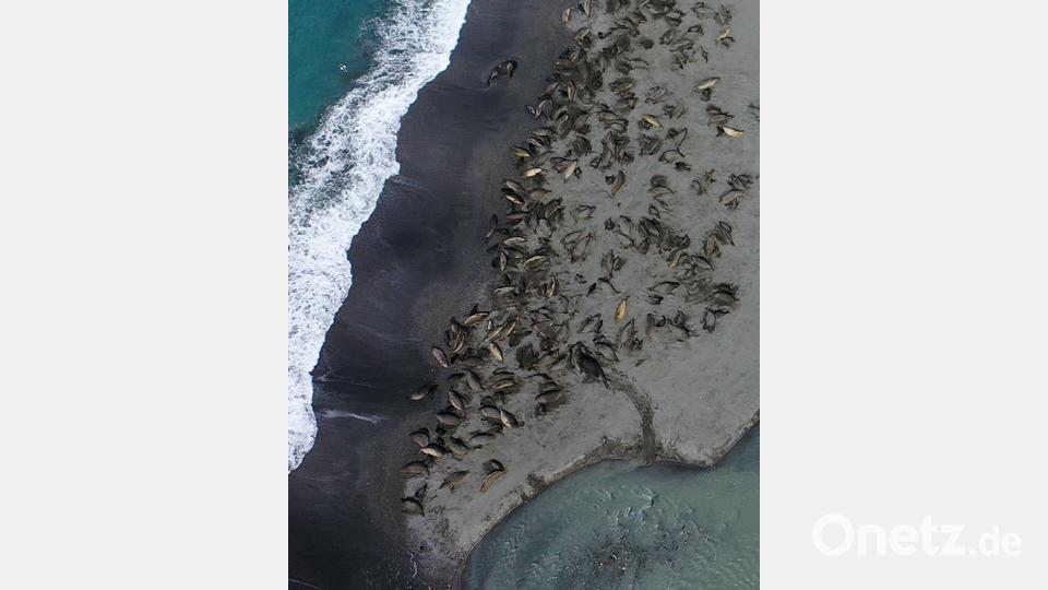 Das Virus wurde aber auch bei mehreren Säugetieren gefunden. Bild: ---/British Antarctic Survey/dpa
