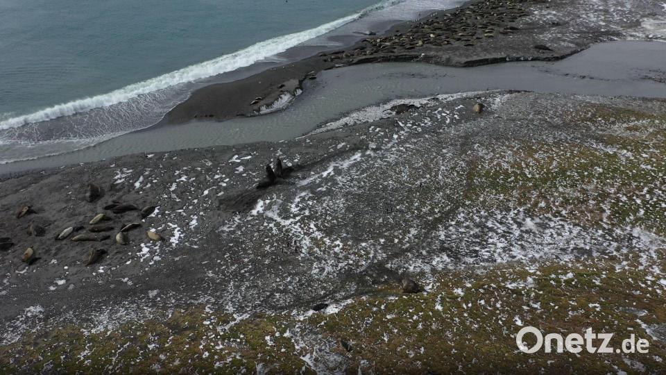 Das besonders krankheitserregende H5N1-Virus befällt vor allem Vögel. Bild: ---/British Antarctic Survey/dpa