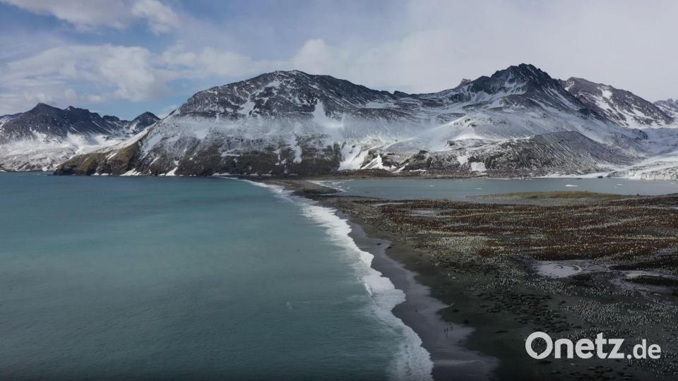 Seit 2022 grassiert die größte je dokumentierte Vogelgrippewelle. Bild: ---/British Antarctic Survey/dpa