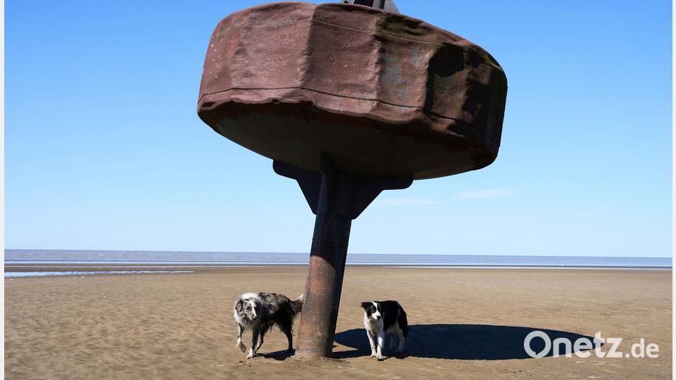 Hunde stehen unter einer Boje am Ufer des Rio de la Plata. Bild: Rodrigo Abd/AP/dpa