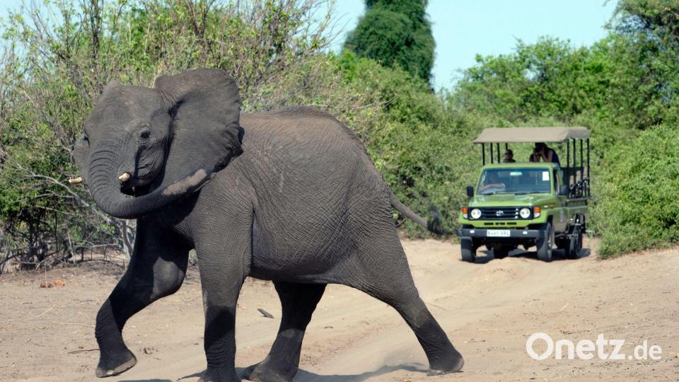 Auf den Aufstieg folgte nach einer Elefantenjagd ein tiefer Sturz. (Archivfoto) Bild: Thomas Schulze/dpa