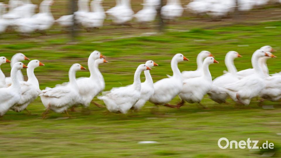 Rund um den Martinstag und Weihnachten ist Hochsaison für Gänsehalter. (Archivbild) Bild: Robert Michael/dpa