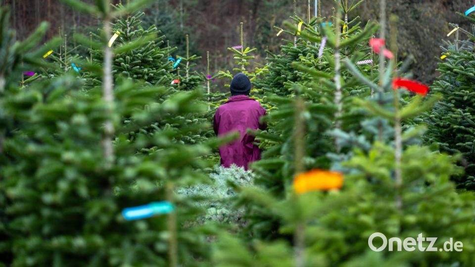 Eine Frau geht zwischen den Bäumen einer Christbaum-Plantage in Rudendorf entlang. Bild: Pia Bayer/dpa