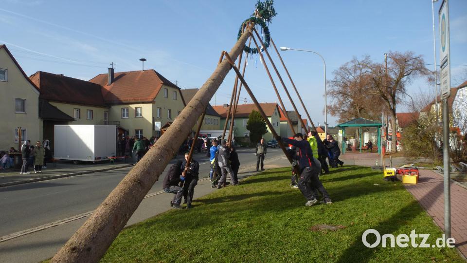 Sehr schwer war der frisch geschlagene Baum. Es dauerte 90 Minuten, bis er stand. Bild: bk