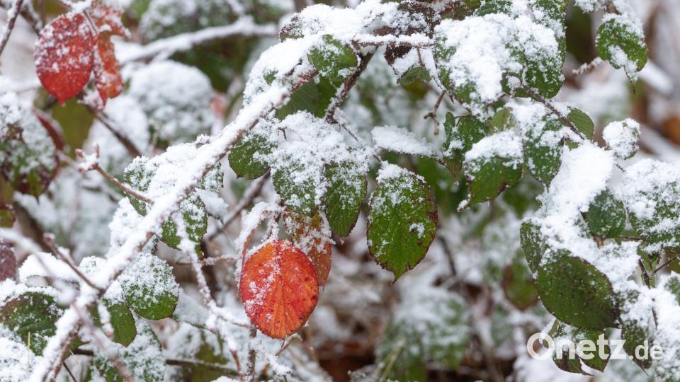 Thüringer Wald: Frischer Schnee trifft auf farbenfrohe Laubblätter Bild: Michael Reichel/dpa
