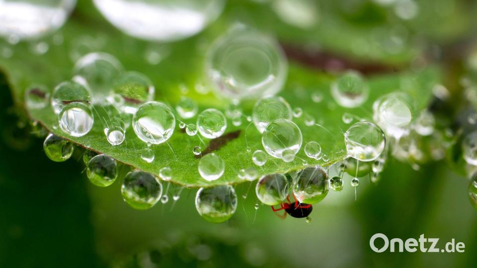 Eine Milbe (unten) klettert zwischen Regentropfen an einem Kleeblatt an einem Hang im ländlichen Südwesten Oregons. Bild: Robin Loznak/ZUMA Press Wire/dpa