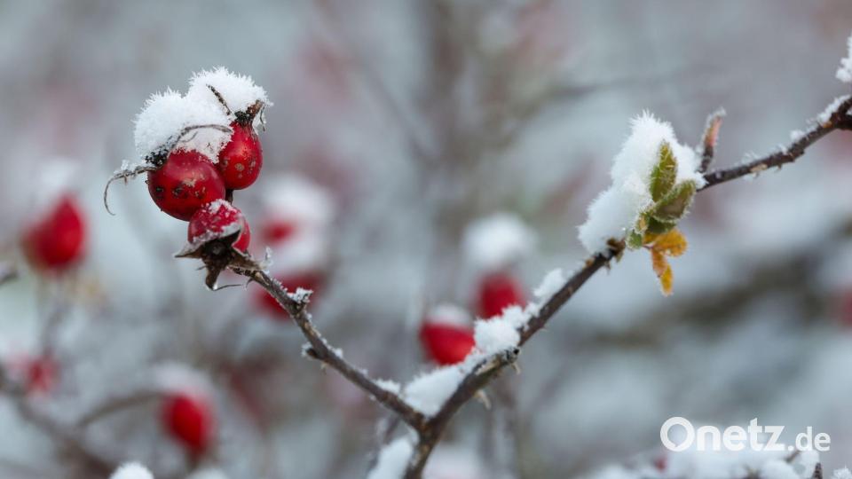Der DWD spricht von einer „frühwinterlichen Phase im Spätherbst“. Bild: Thomas Warnack/dpa