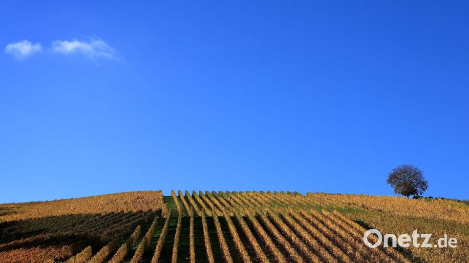 Der Weinanbau erhält auch die Kulturlandschaft. (Archivbild) Bild: Karl-Josef Hildenbrand/dpa