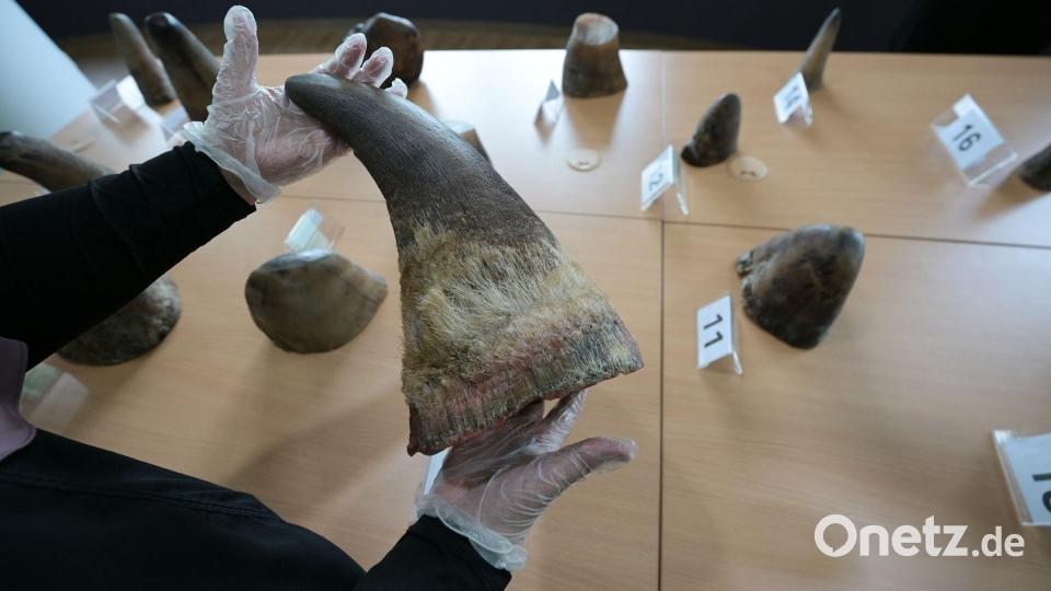 Eine Mitarbeiterin des National Parks Board (NParks) zeigt die 20 beschlagnahmten Nashorn-Hörner in Singapurs Zentrum für Wildtier-Forensik. Bild: Then Chih Wey/XinHua/dpa