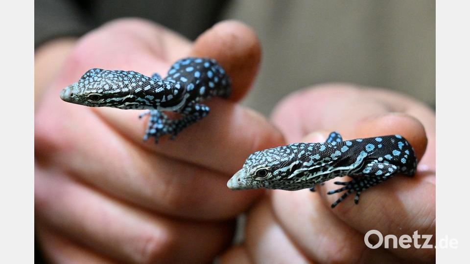 In der Jugend schon blau: Junge, Blaue Warane im Zoo im tschechischen Pilsen. Bild: Chaloupka Miroslav/CTK/dpa