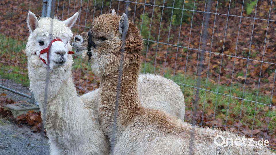 Die Begrüßung und Verabschiedung unternahmen die zwei putzigen Alpakas von Frau Sommer. Bild: rpp