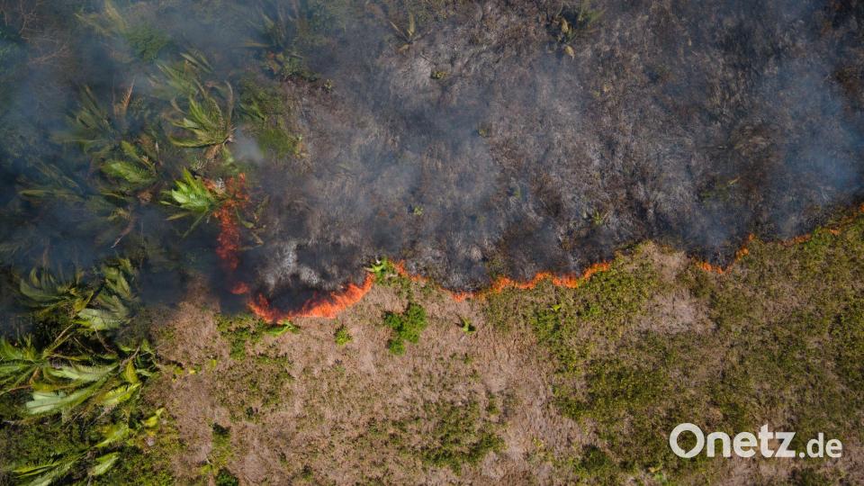 Für Brasiliens Regierung ist der Fonds namens Tropical Forest Forever Facility (TFFF) ein Prestigeprojekt. (Archivbild) Bild: Fernando Souza/ZUMA Press Wire/dpa