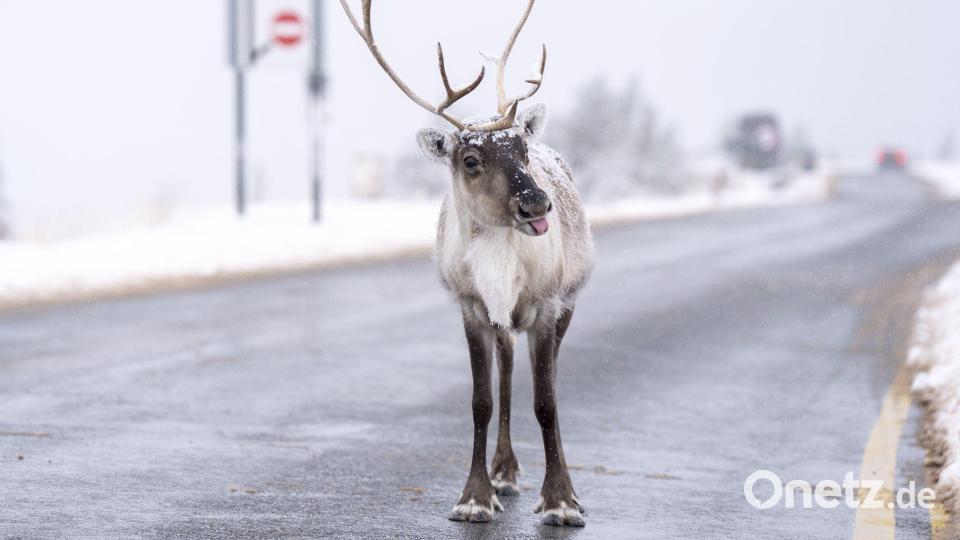 Ein Rentier steht auf der Straße bei Aviemore in Großbritannien. Bild: Jane Barlow/PA Wire/dpa