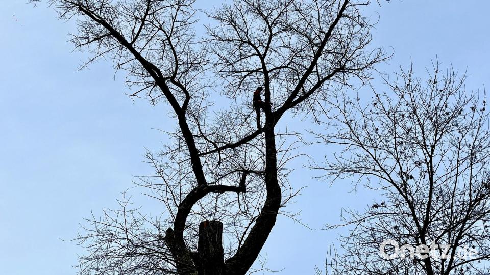 Ein Baumkletter sägt in der Pappel am nördlichen Stadtrand von Neustadt/WN einen Ast ab. Bild: Gabi Schönberger