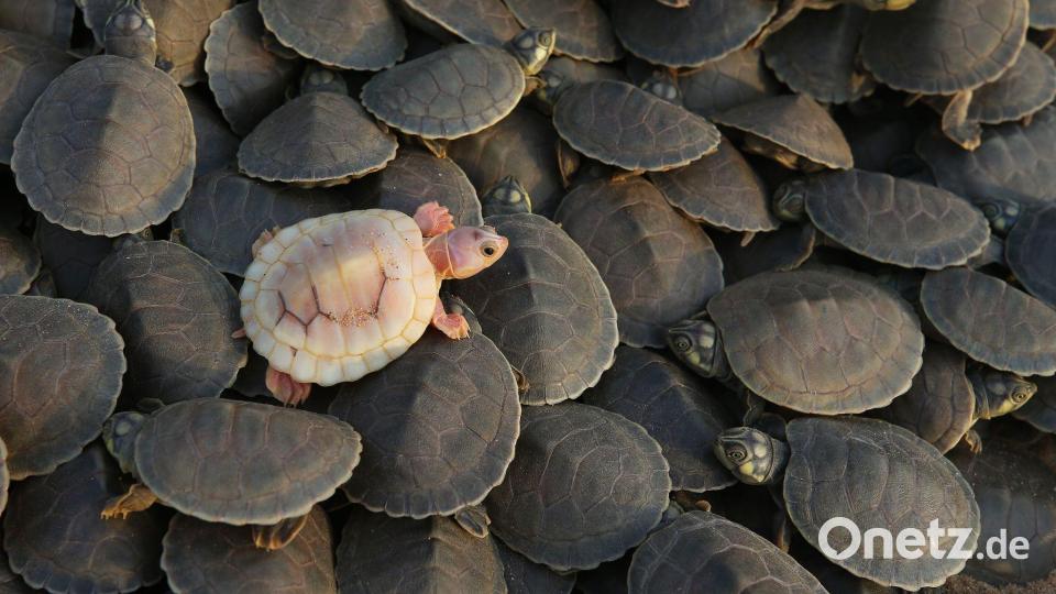Eine Albino-Babyschildkröte schlüpft im Amazonas-Reservat Abufari Bild: Edmar Barros/AP/dpa