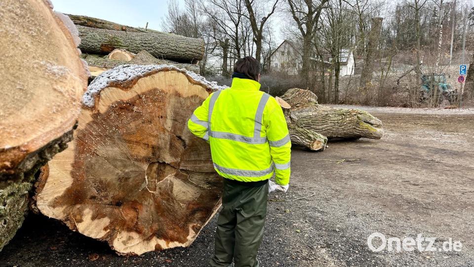 Stämme, so dick, wie ein Mann groß, lässt die Stadt Neustadt/WN bei der DJK fällen. Das Risiko durch unvermittelt herabfallende Äste war bei diesen Hybridpappeln nicht mehr zu verantworten. Bild: Gabi Schönberger